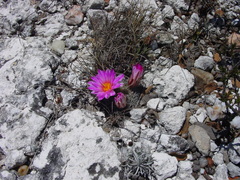 Mammillaria napina