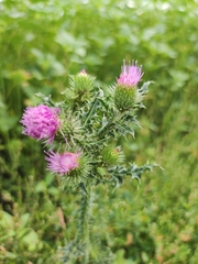 Carduus acanthoides