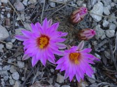 Mammillaria napina