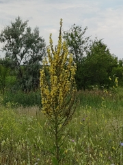 Verbascum lychnitis