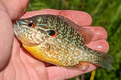 Lepomis gibbosus × peltastes