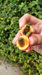 Trichosanthes costata