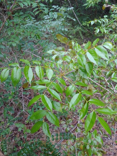 Swietenia × aubrevilleana, photograph 3