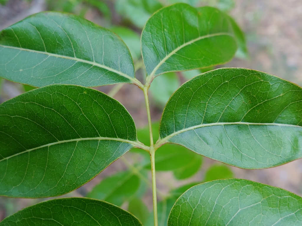Swietenia × aubrevilleana; photograph (c) Kurt Miller, some rights reserved (CC BY-SA)