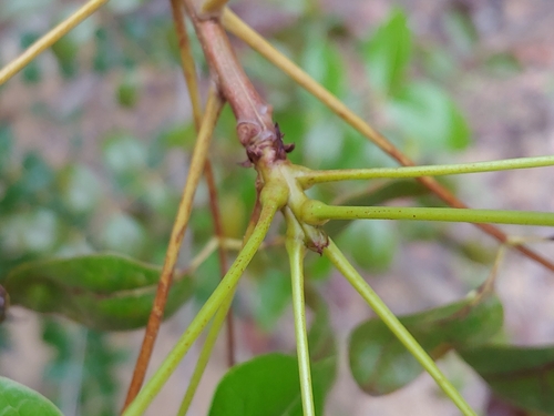 Swietenia × aubrevilleana, photograph 4