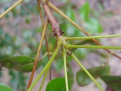 Swietenia × aubrevilleana, photograph (c) Kurt Miller, some rights reserved (CC BY-SA)