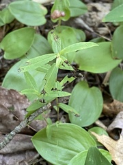 Melampyrum lineare