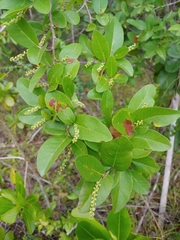 Coccoloba microstachya