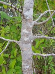 Coccoloba microstachya