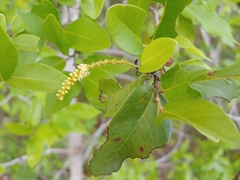 Coccoloba microstachya