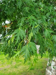 Betula pendula dalecarlica