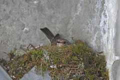 Muscicapa striata tyrrhenica