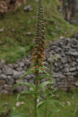 Digitalis parviflora