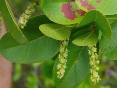 Coccoloba microstachya