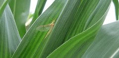 Ephemera glaucops