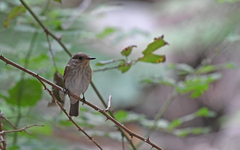 Muscicapa striata tyrrhenica