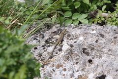 Lacerta trilineata major