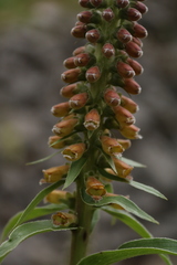 Digitalis parviflora