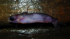 Centromochlus