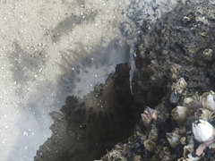 Bunodosoma cavernatum