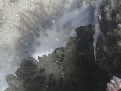 Bunodosoma cavernatum