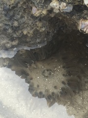 Bunodosoma cavernatum