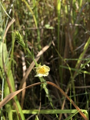 Centranthera cochinchinensis