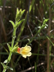 Centranthera cochinchinensis