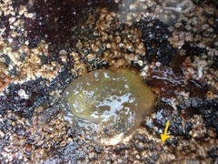 Melanella micans