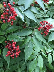 Sambucus sibirica