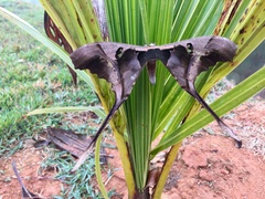 Copiopteryx