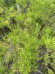 Baccharis angustifolia