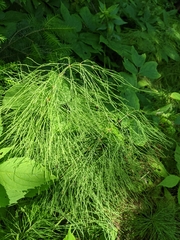 Equisetum sylvaticum image