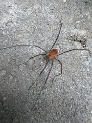Leiobunum nigropalpi