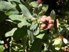 Arctostaphylos columbiana