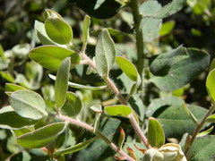 Arctostaphylos columbiana