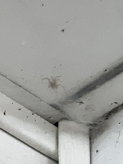 Araneae
