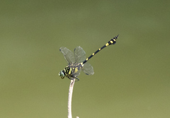 Ictinogomphus pertinax