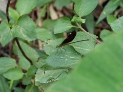 Neurobasis chinensis