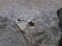 Lamelligomphus