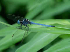 Orthetrum luzonicum