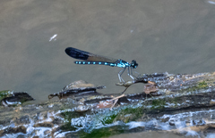 Heliocypha perforata