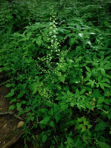 Slender bunchflower (Melanthium hybridum)