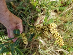 Rumex crassus