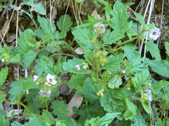 Phacelia bolanderi
