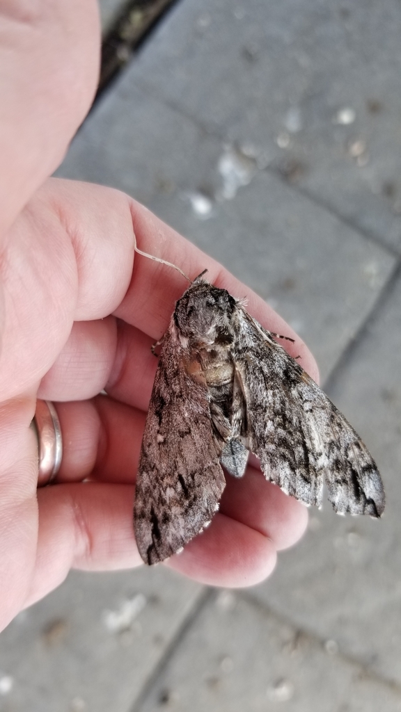 Waved Sphinx