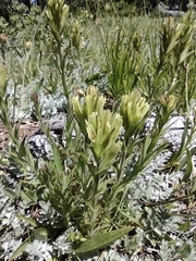 Castilleja collegiorum