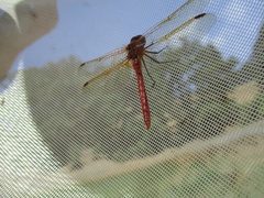 Sympetrum madidum