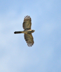 Accipiter tachiro