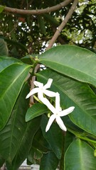 Kopsia arborea
